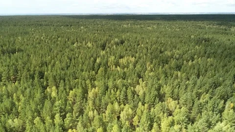 Fly over green forest Stock Footage 222542418