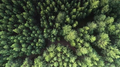 Fly over green forest 库存影片 222543242