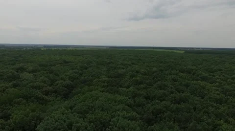 Fly over the green forest in grey day Stock Footage 64917231