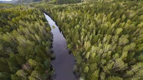 Fly over green forests and rivers Stock Footage 313939111