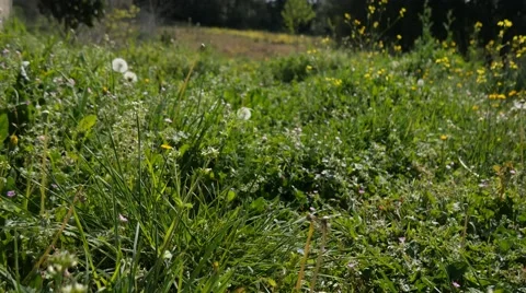 Fly over green grass with bees and flowers steadicam gimbal low 4k Video stock 63662973