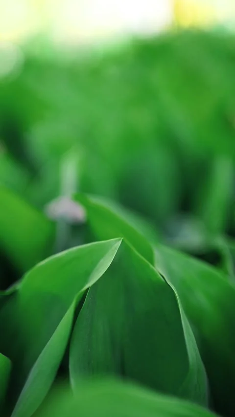 Fly over the green leaves of the macro with nature ASMR Stock Footage 306697738