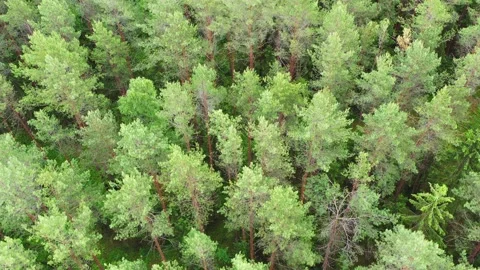 Fly over green pine forest, 4k video Stock Footage 132606990