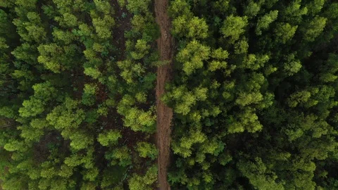 Fly over green tropical forest, top view, shooting from a drone, 4k video Stock Footage 118895855