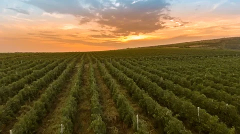 Fly over a hillside, over rows of vineyards Video stock 66460514