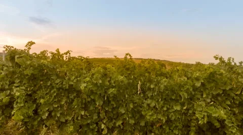Fly over a hillside, over rows of vineyards Stock Footage 66460532