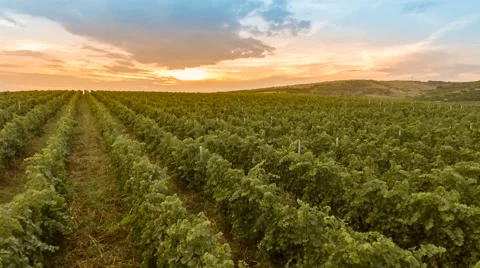 Fly over a hillside, over rows of vineyards Видео 66460622
