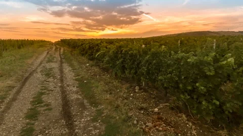 Fly over a hillside, over rows of vineyards Stock-Footage 66460637