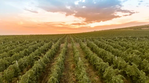 Fly over a hillside, over rows of vineyards Stock Footage 66460665