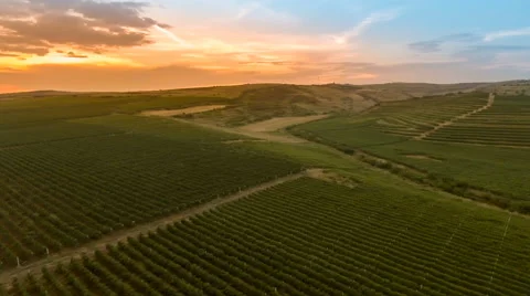 Fly over a hillside, over rows of vineyards Stock Footage 66460683