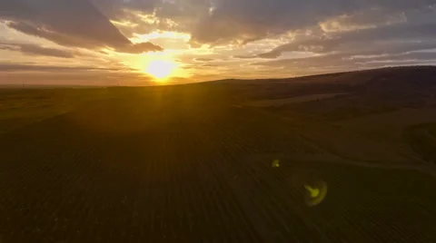Fly over a hillside, over rows of vineyards Stock Footage 67895781