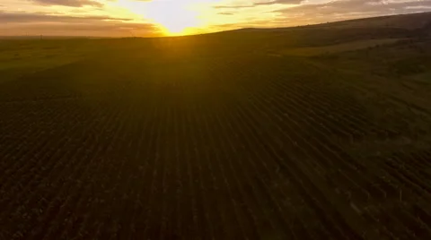 Fly over a hillside, over rows of vineyards Stock Footage
