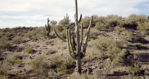 Fly Over a Large Saguaro in the Date Creek Mountains. Stock Footage 124470875