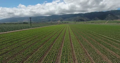 Fly over large vegetable field in central California Stock Footage 73069552