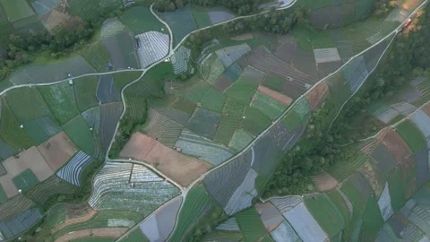 Fly over of large vegetable plantation. View pattern of green vegetable Stock Footage 251713447