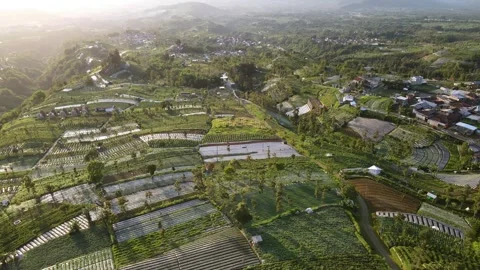 Fly over large vegetable plantation in early morning on the highland. Stock Footage 263859820