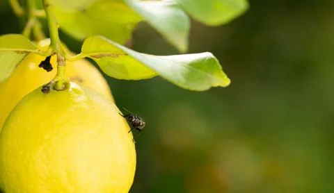 Fly over lemon on tree with blurred background Foto stock
