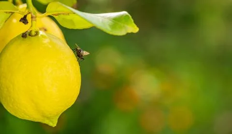 Fly over lemon on tree with blurred background for text Stock Photos