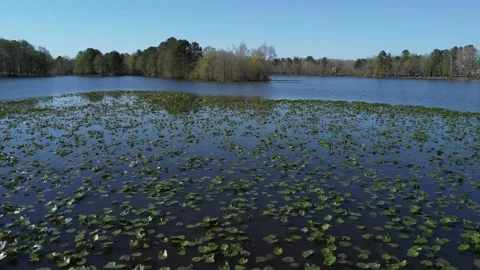 Fly over lily pads to point in lake Видео 238033725
