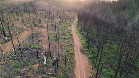 Fly over a logging road through a burned forest at sunrise Stock Footage 244329293