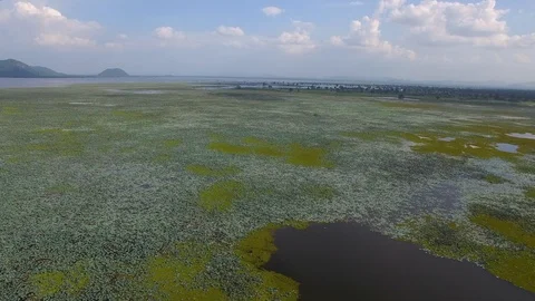 Fly over the lotus field in a lake in Cambodia Stock Footage 113955152