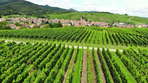 Fly over lush green rows of vineyards, small town on background Stock Footage 147754903