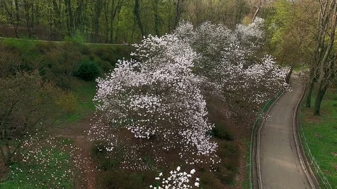 Fly over magnolia trees 스톡 동영상 83959870