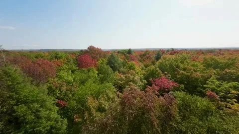 Fly over maple grove close to trees Stock Footage 256941348