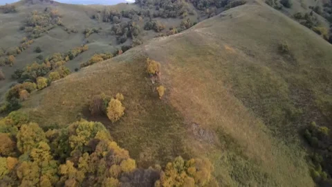 Fly over mountain peaks covered with bushes and forest in autumn. Stock Footage 145803614