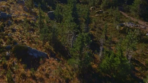 Fly Over Mountain-side Trees Lens Flare Pan up to Glacier Range Stock Footage 82632611