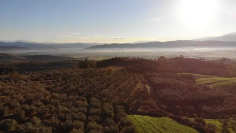 Fly over olive Olea europaea grove in Crete. Trees and mountain setting Stock Footage 260699201