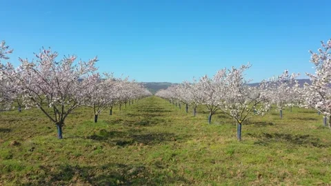Fly over orchard blooming with many white flowers on a sunny spring day Stock Footage 179347213