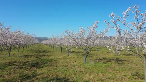 Fly over orchard blooming with many white flowers on a sunny spring day Stock Footage 199432676