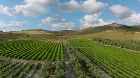 Fly over over vineyard and olive grove, Israel Video stock 45178393