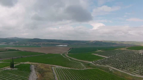 Fly over over vineyard and olive grove, Israel Stock Footage 45179106