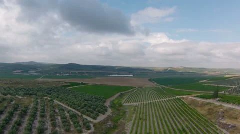 Fly over over vineyard and olive grove, Israel Stock Footage 45179146