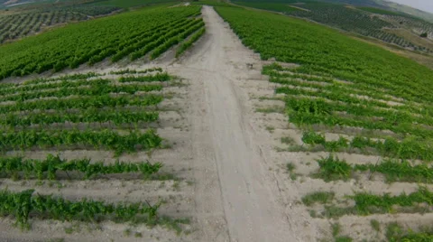 Fly over over vineyard, Israel Stock Footage 45178980