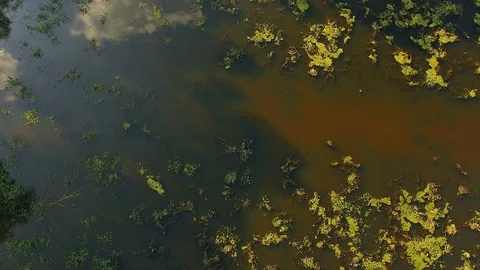 Fly over overgrown pond Stock Footage 87616248