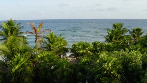 Fly over palm trees toward ocean 스톡 동영상 138669157