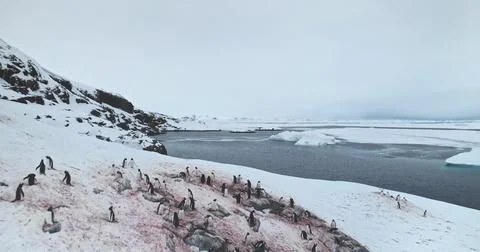 Fly over penguins colony nesting rocky ocean coast Stock Photos