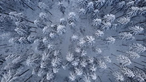 Fly over Pine Birdsview Vídeos de archivo 325742651