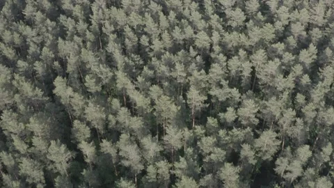 Fly over pine forest, 4k video, unedited Stock Footage 132604570