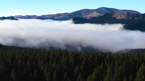 Fly over Pine Forest in the Morning, Magical fog in Mountain. Aerial shot. Stock Footage 150556988