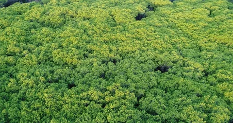 Fly over the pine forest to the shore Tuscany Stock Footage 94405030