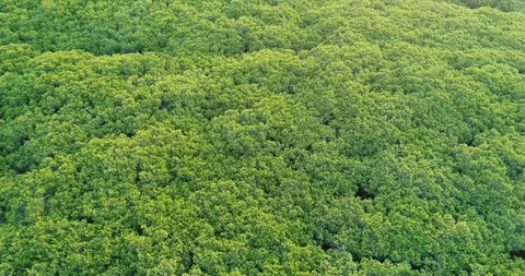 Fly over the pine forest Tuscany Stock Footage 94403669