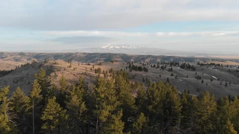 Fly over pine trees at sunset with mountains in distance Video stock 310528484