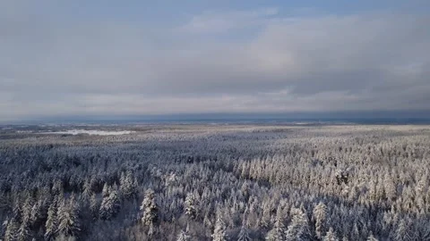 Fly over Pine wood Vídeos de archivo 325742575