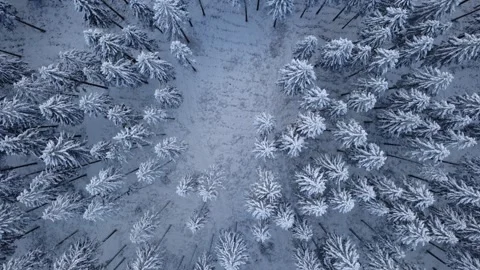 Fly over Pines Vídeos de archivo 325742665