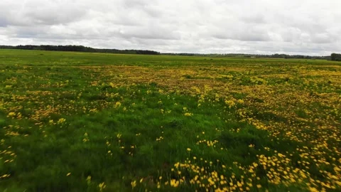 Fly over plain green field with blooming wild daisies in rural summer country Vidéo 156377969