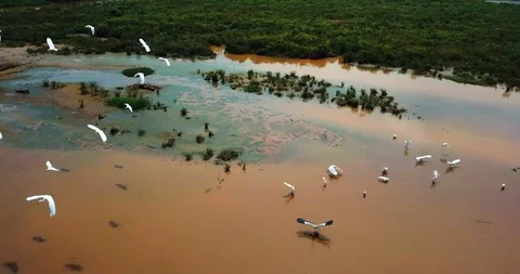 Fly over pond Stock Footage 88222783
